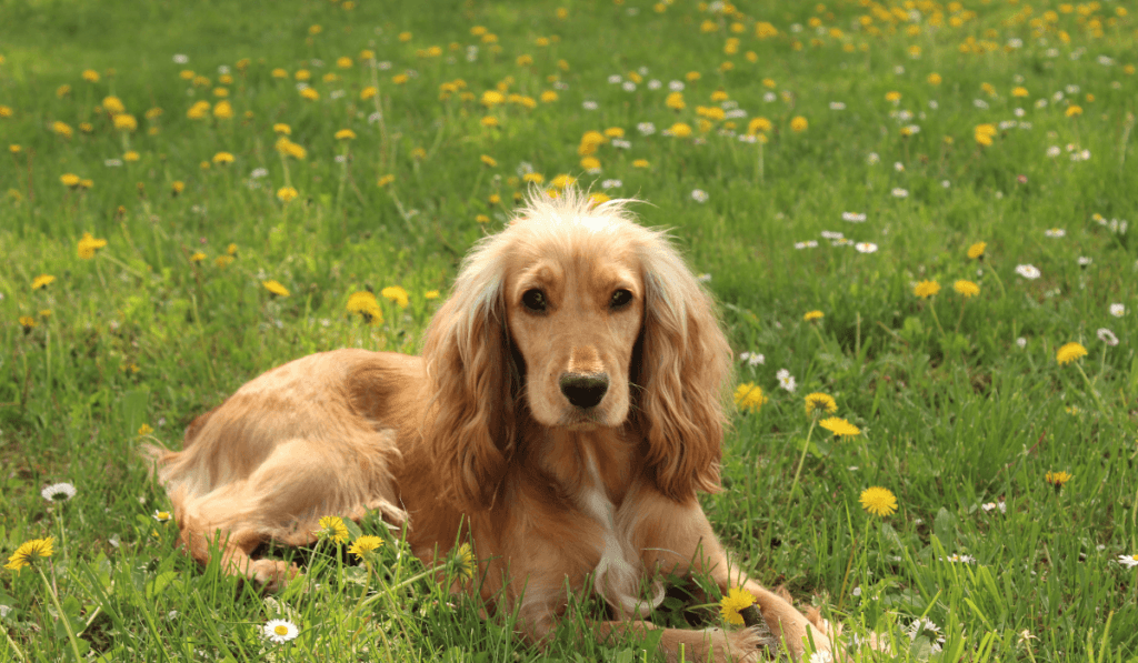 Cocker Spaniel Info - Temperament, Life Expectancy, Size, Puppies, Pictures