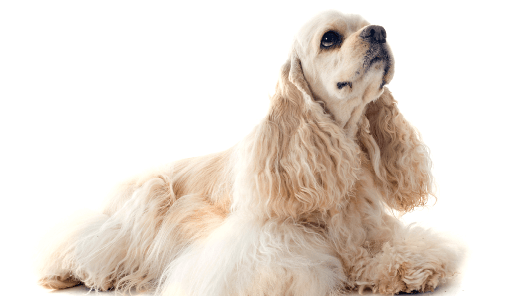 Cocker Spaniel (American) Info - Temperament, Life Expectancy, Size, Puppies, Pictures