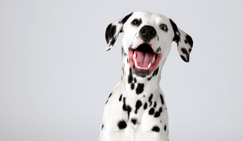 Dalmatian Info - Temperament, Life Expectancy, Size, Puppies, Pictures