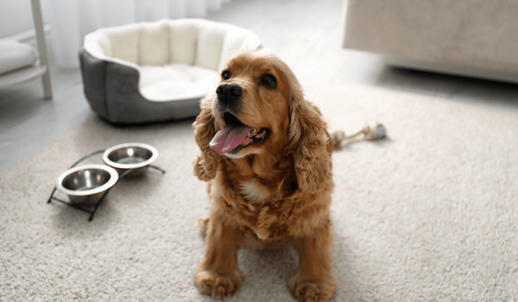 English Cocker Spaniel Info - Temperament, Life Expectancy, Size, Puppies, Pictures