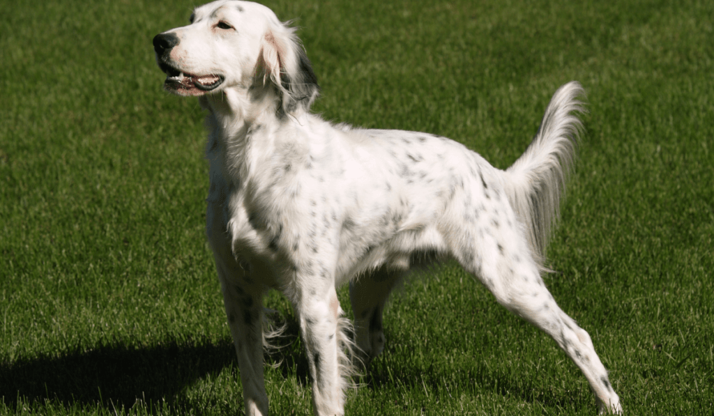 English Setter Info - Temperament, Life Expectancy, Size, Puppies, Pictures