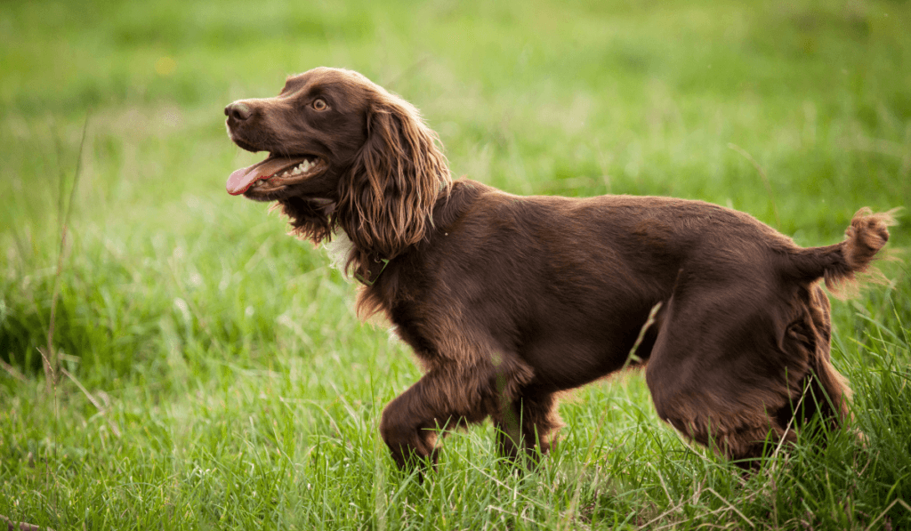 Field Spaniel Info - Temperament, Life Expectancy, Size, Puppies, Pictures