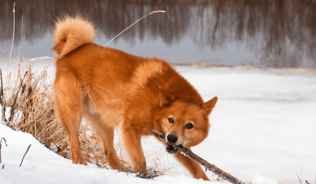 Finnish Spitz Info - Temperament, Life Expectancy, Size, Puppies, Pictures
