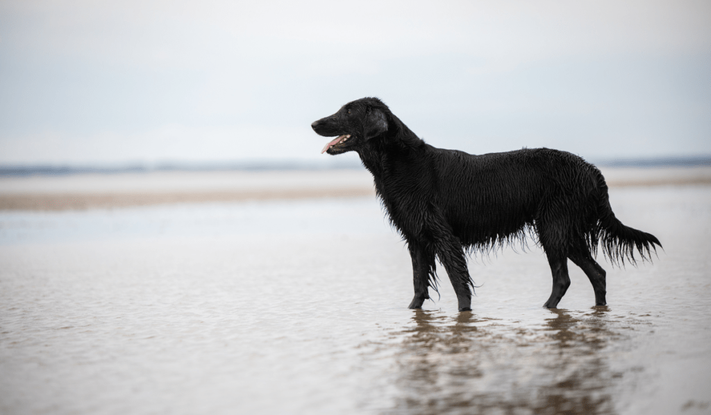 Flat-Coated Retriever Info - Temperament, Life Expectancy, Size, Puppies, Pictures