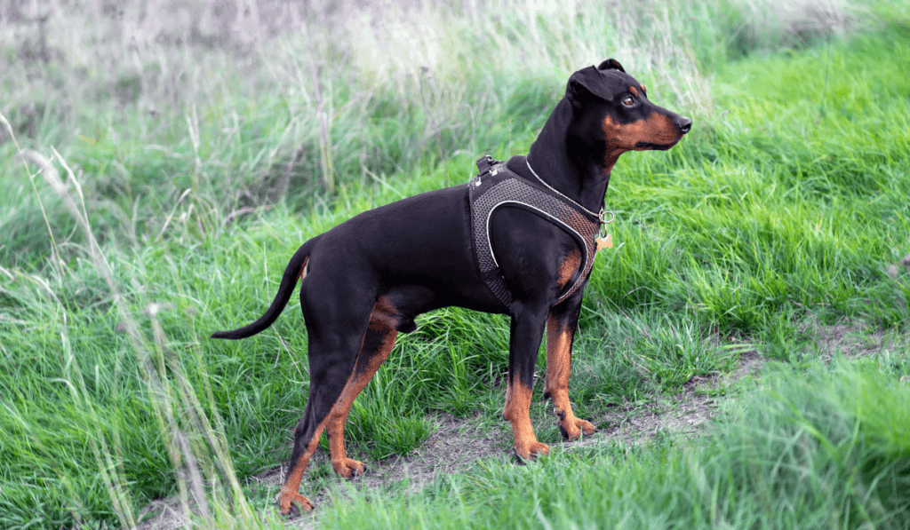 German Pinscher Info - Temperament, Life Expectancy, Size, Puppies, Pictures