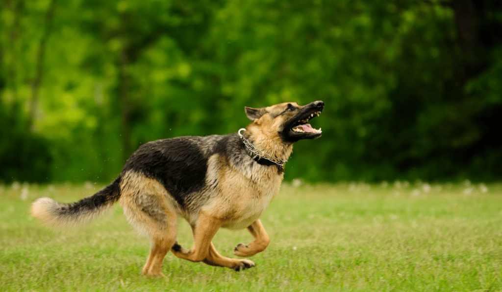 German Shepherd Dog Info - Temperament, Life Expectancy, Size, Puppies, Pictures