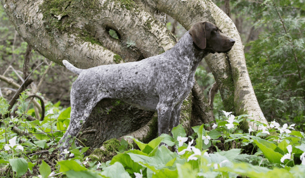 German Shorthaired Pointer Info - Temperament, Life Expectancy, Size, Puppies, Pictures