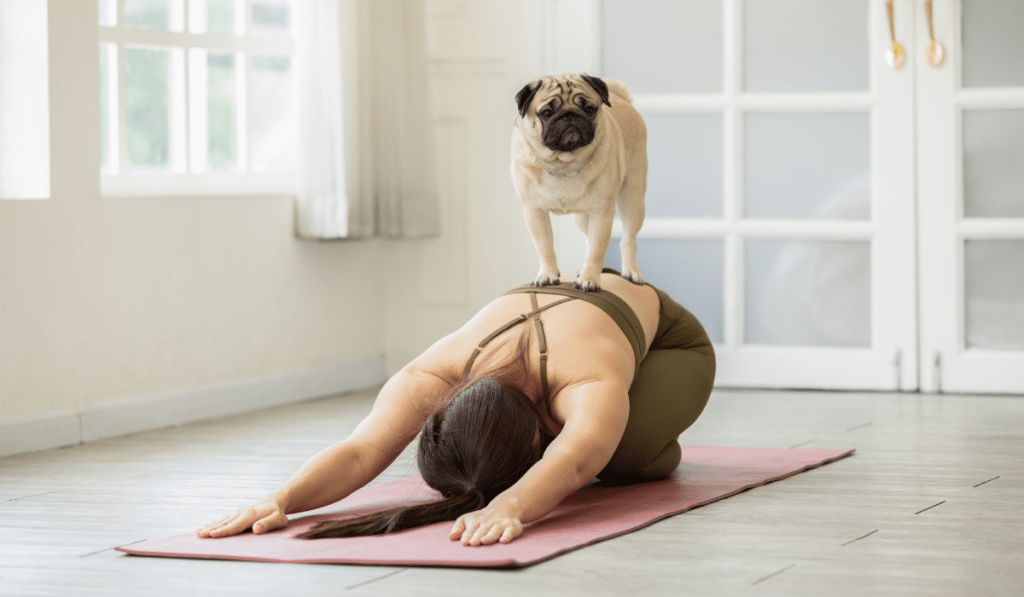 Top 5 Small Dog Breeds For First-time Owners - Petpal Advice