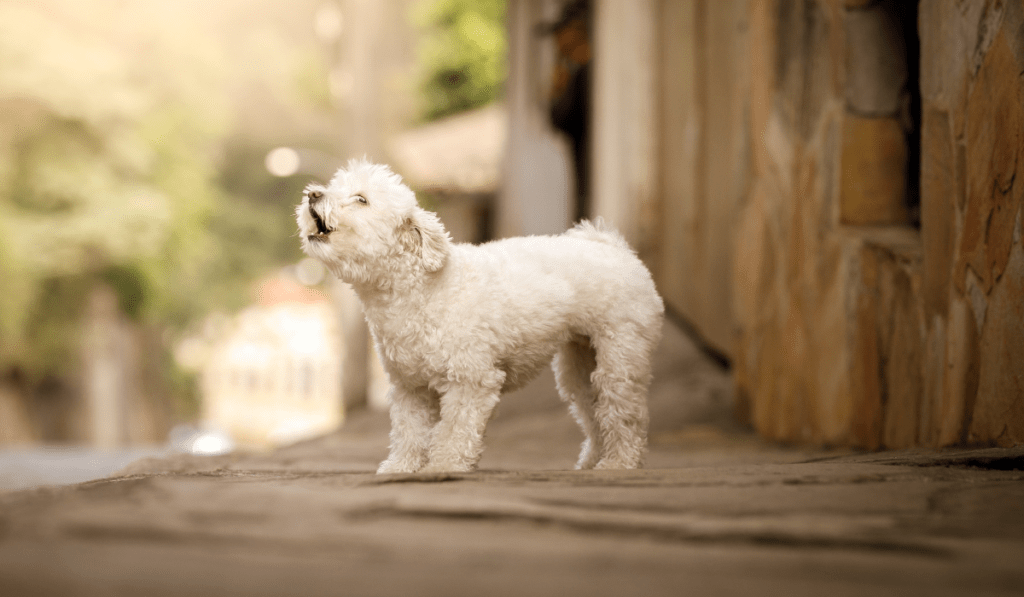 5 Best Small Dog Breeds for Farms: Perfect Pooches