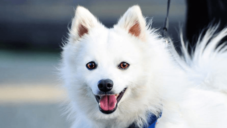Japanese Spitz Info - Temperament, Life Expectancy, Size, Puppies, Pictures