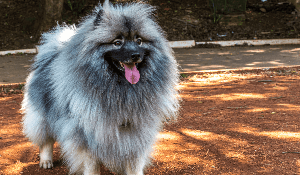 Keeshond Info - Temperament, Life Expectancy, Size, Puppies, Pictures