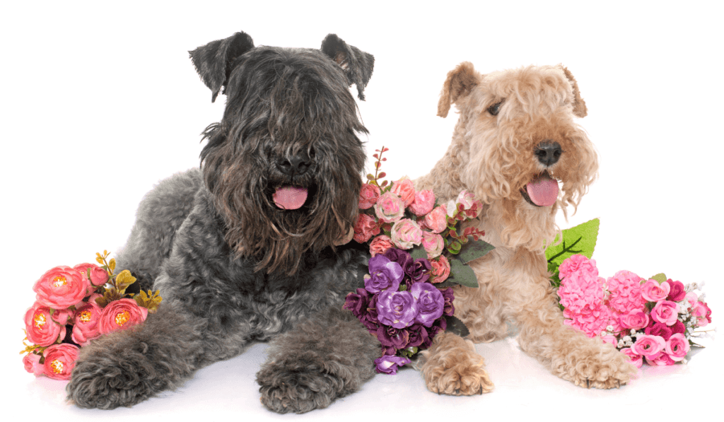 Kerry Blue Terrier Info - Temperament, Life Expectancy, Size, Puppies, Pictures