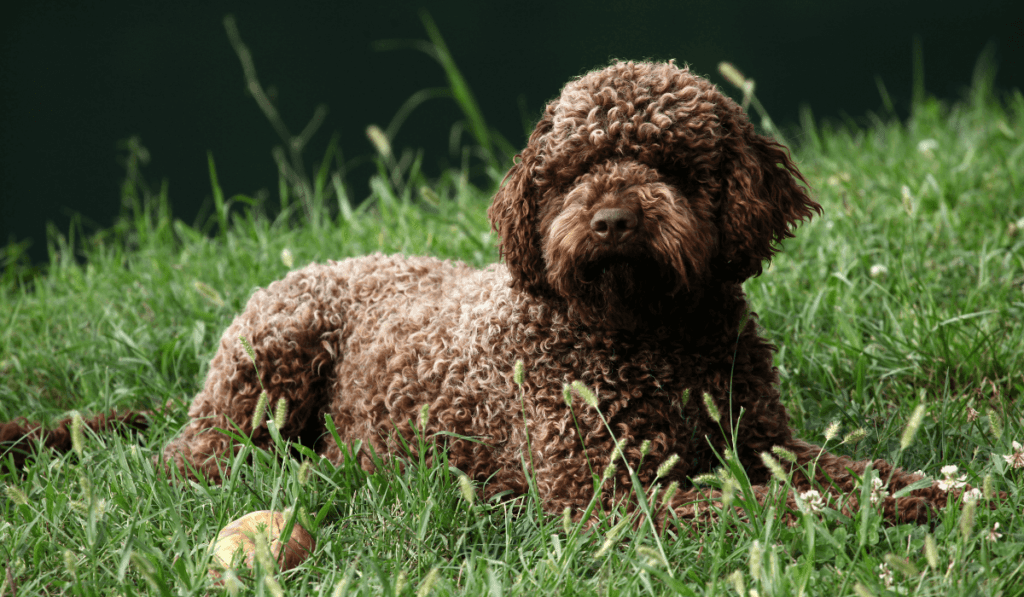 Lagotto Romagnolo Info - Temperament, Life Expectancy, Size, Puppies, Pictures