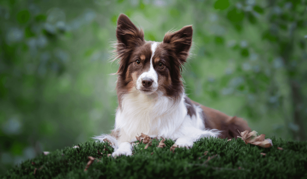 Miniature American Shepherd Info - Temperament, Life Expectancy, Size, Puppies, Pictures