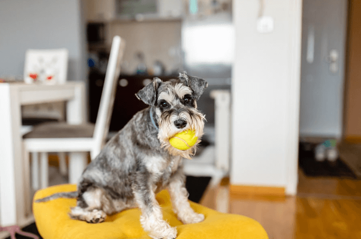 Miniature Schnauzer Info - Temperament, Life Expectancy, Size, Puppies, Pictures