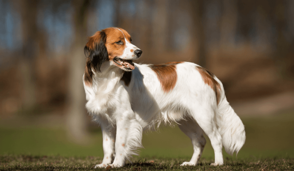 Nederlandse Kooikerhondje Info - Temperament, Life Expectancy, Size, Puppies, Pictures