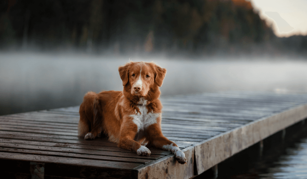 Nova Scotia Duck Tolling Retriever