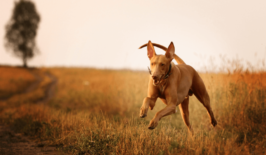 Pharaoh Hound Info - Temperament, Life Expectancy, Size, Puppies, Pictures