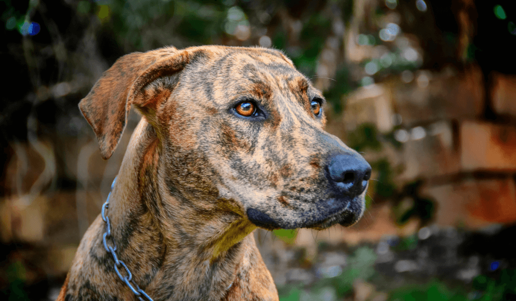 Plott Hound Info - Temperament, Life Expectancy, Size, Puppies, Pictures