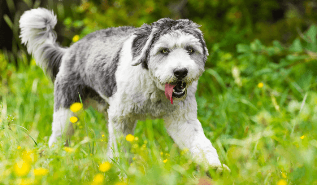 Polish Lowland Sheepdog Info - Temperament, Life Expectancy, Size, Puppies, Pictures