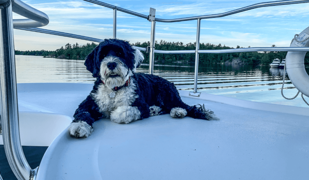 Portuguese Water Dog Info - Temperament, Life Expectancy, Size, Puppies, Pictures