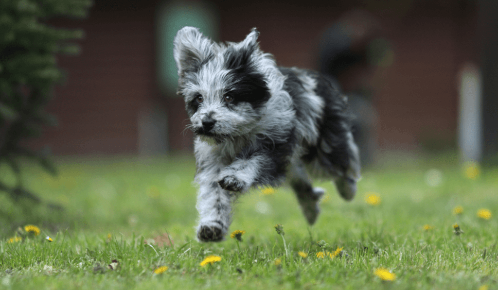 Pyrenean Shepherd Info - Temperament, Life Expectancy, Size, Puppies, Pictures
