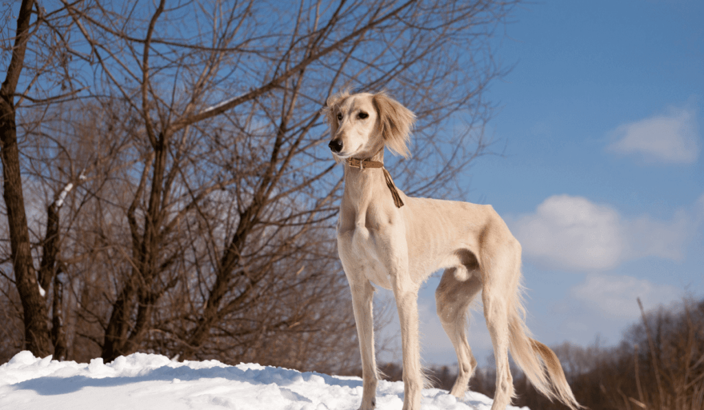 Saluki Info - Temperament, Life Expectancy, Size, Puppies, Pictures