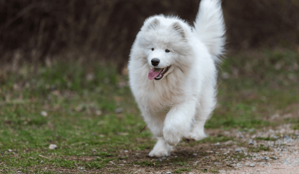 Samoyed Info - Temperament, Life Expectancy, Size, Puppies, Pictures