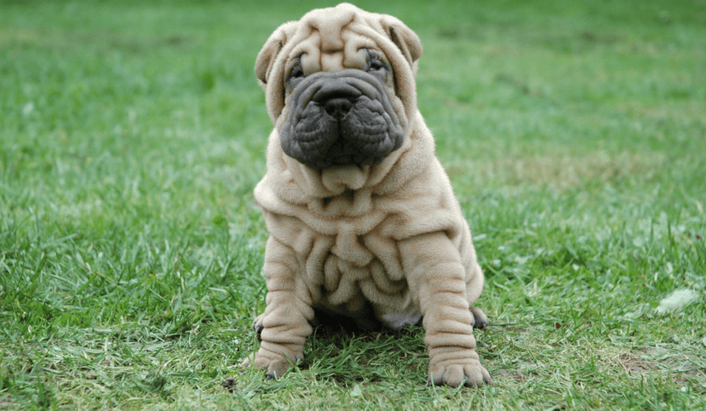 Shar Pei Info - Temperament, Life Expectancy, Size, Puppies, Pictures