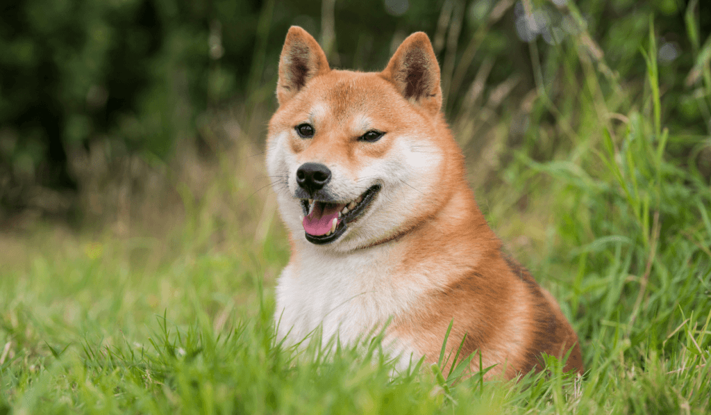 Shiba Inu Info - Temperament, Life Expectancy, Size, Puppies, Pictures