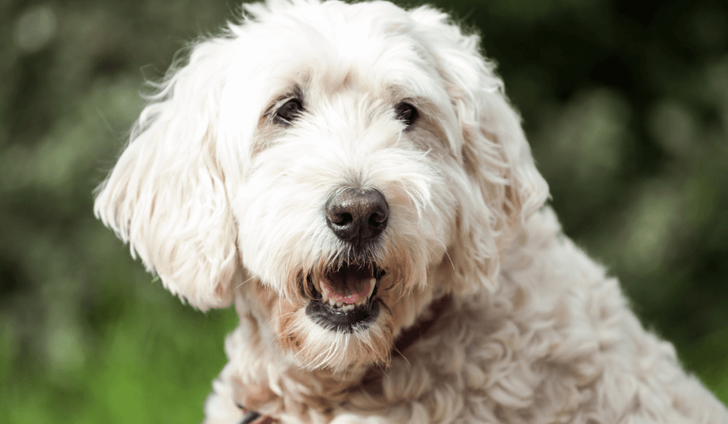 Soft Coated Wheaten Terrier Info - Temperament, Life Expectancy, Size, Puppies, Pictures