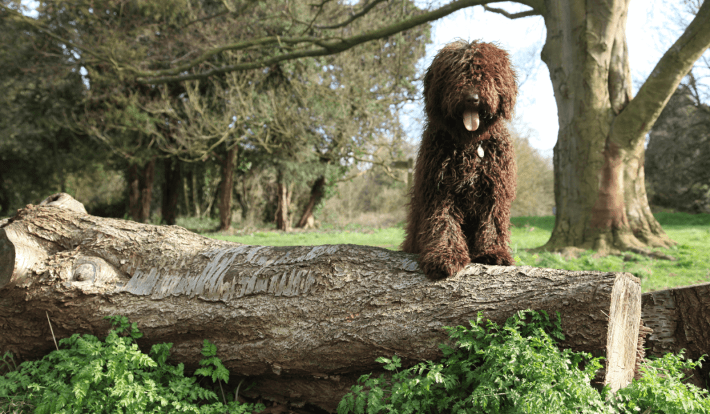 Spanish Water Dog Info - Temperament, Life Expectancy, Size, Puppies, Pictures