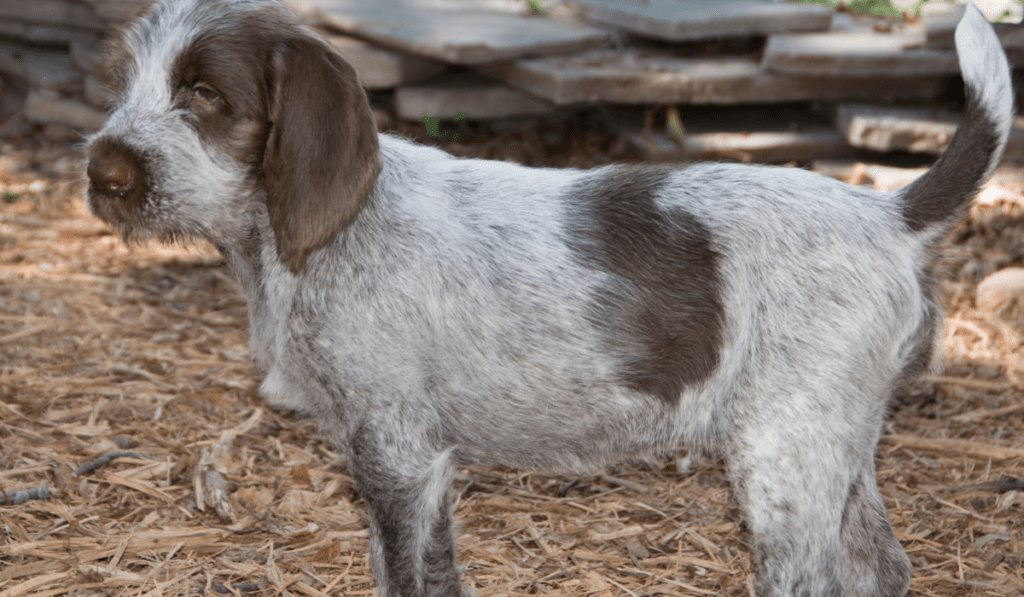 Spinone Italiano Info - Temperament, Life Expectancy, Size, Puppies, Pictures