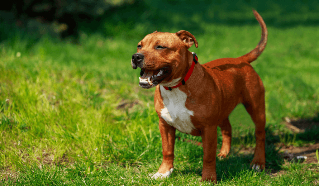 Staffordshire Bull Terrier Info - Temperament, Life Expectancy, Size, Puppies, Pictures
