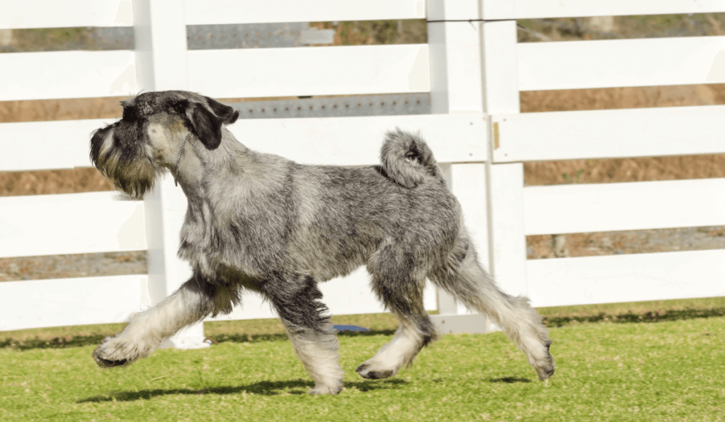 Standard Schnauzer Info - Temperament, Life Expectancy, Size, Puppies, Pictures