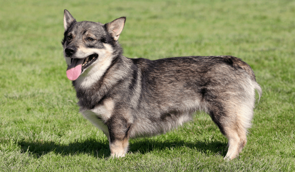 Swedish Vallhund Info - Temperament, Life Expectancy, Size, Puppies, Pictures