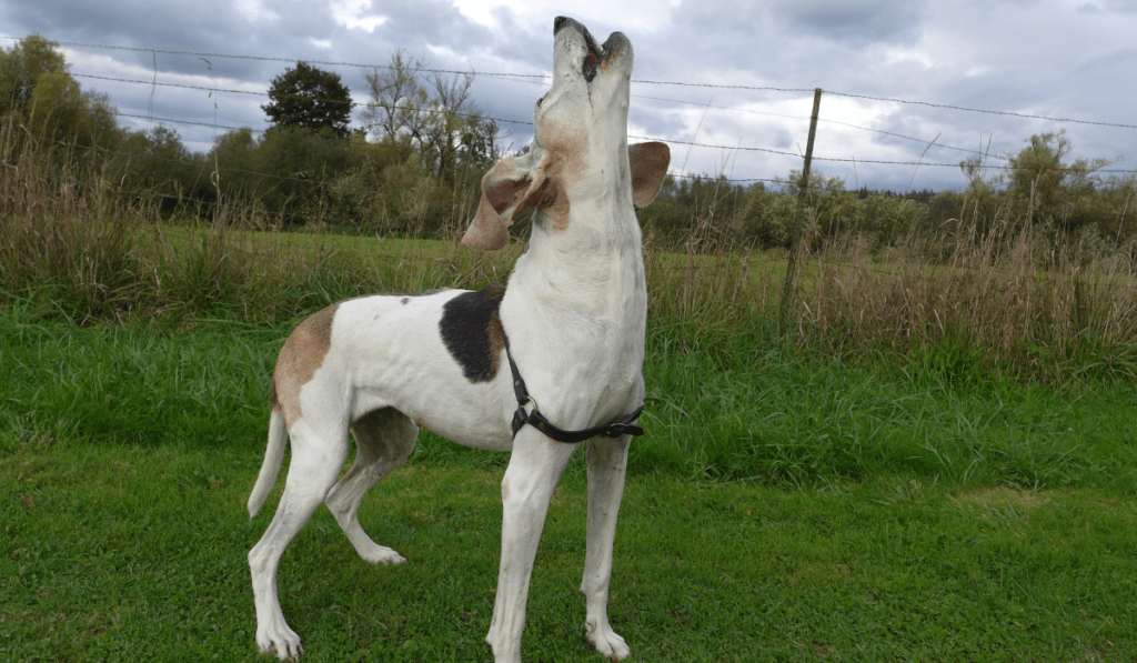 Treeing Walker Coonhound Info - Temperament, Life Expectancy, Size, Puppies, Pictures