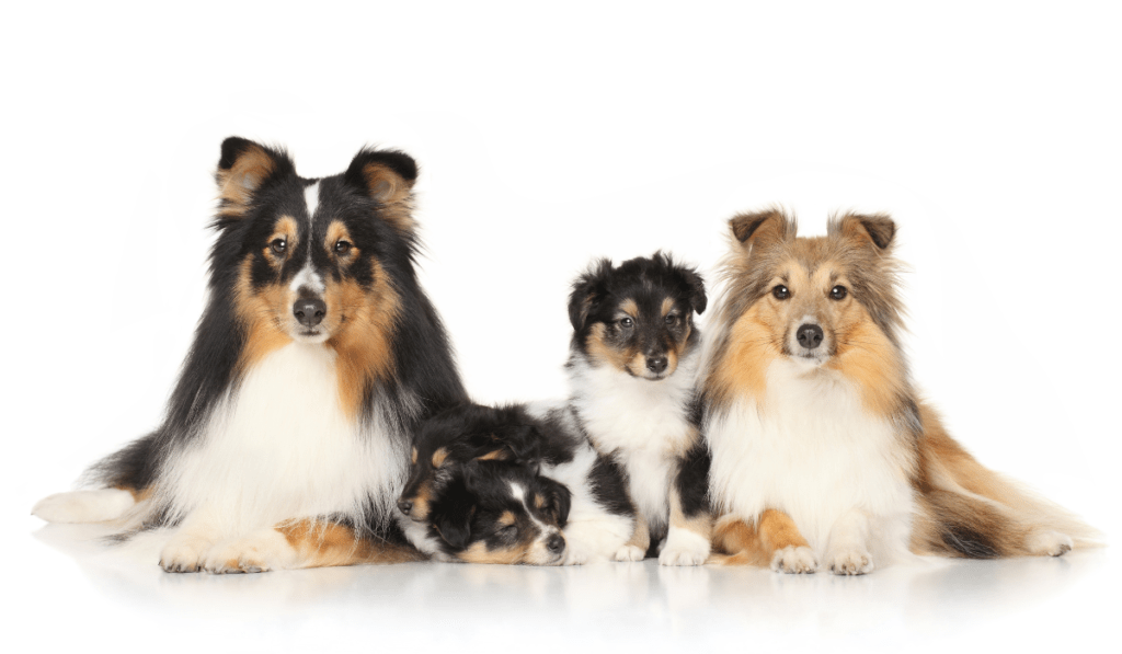 Small Dog Breeds Easy to Care for