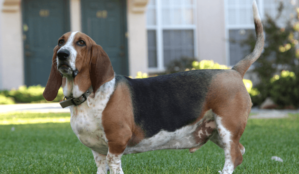 Basset Hound Info - Temperament, Life Expectancy, Size, Puppies, Pictures