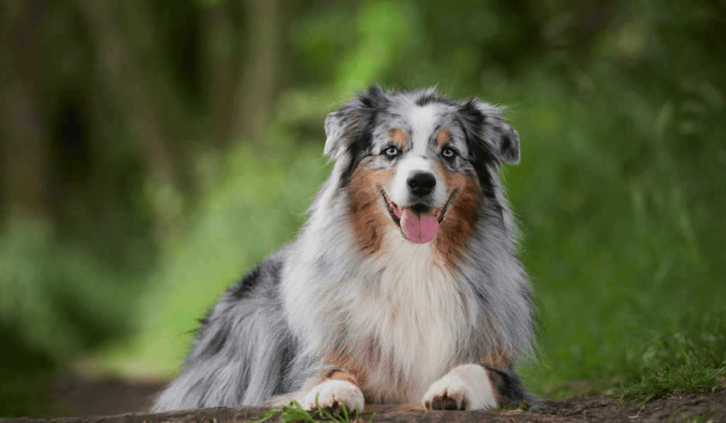 Australian Shepherd Info - Temperament, Life Expectancy, Size, Puppies, Pictures