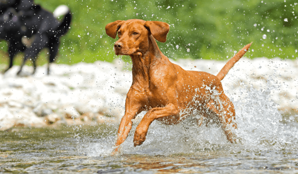 Vizsla Info - Temperament, Life Expectancy, Size, Puppies, Pictures