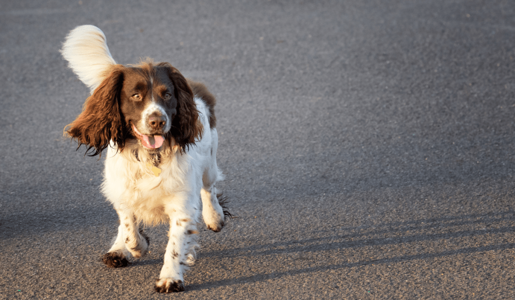 Welsh Springer Spaniel Info - Temperament, Life Expectancy, Size, Puppies, Pictures