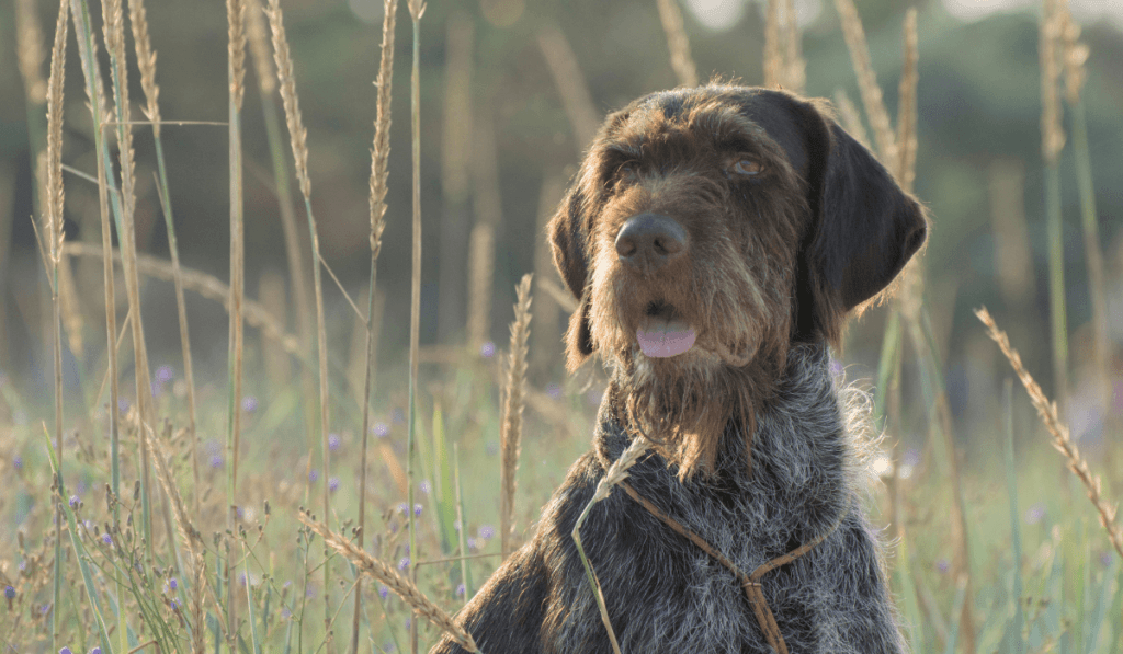 Wirehaired Pointing Griffon Info - Temperament, Life Expectancy, Size, Puppies, Pictures