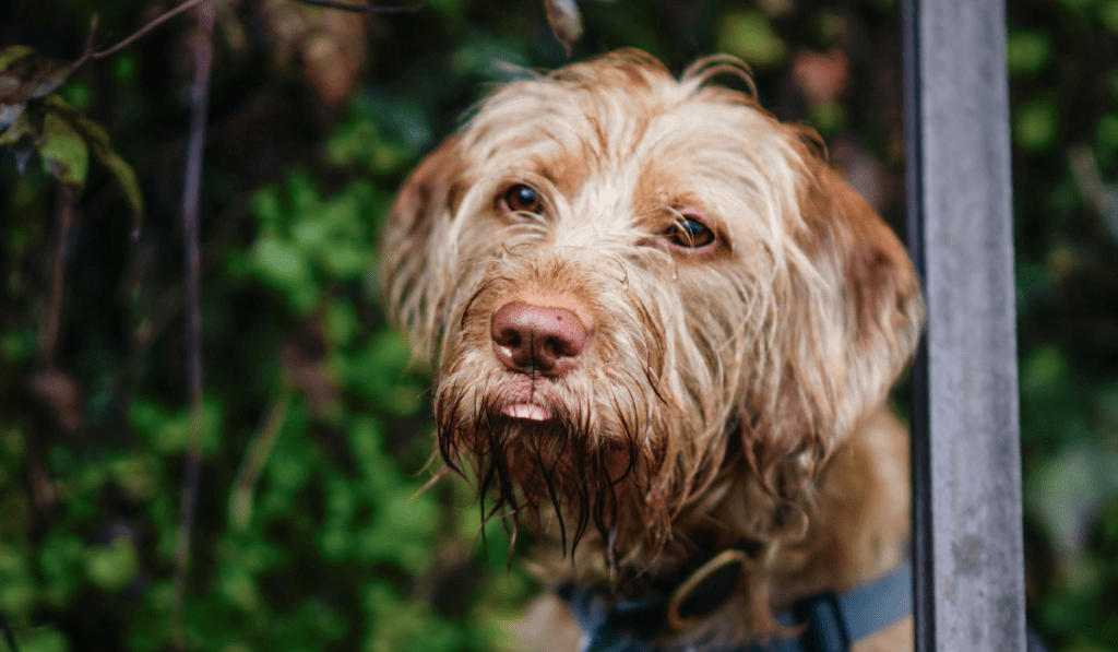 Wirehaired Vizsla Info - Temperament, Life Expectancy, Size, Puppies, Pictures