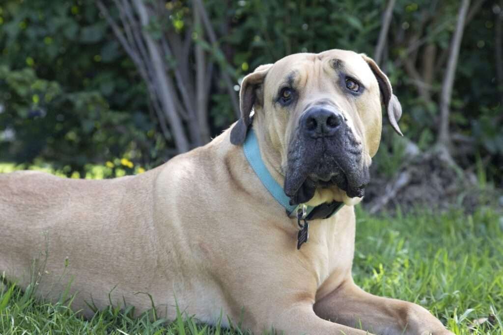 African Guard Dog Breeds