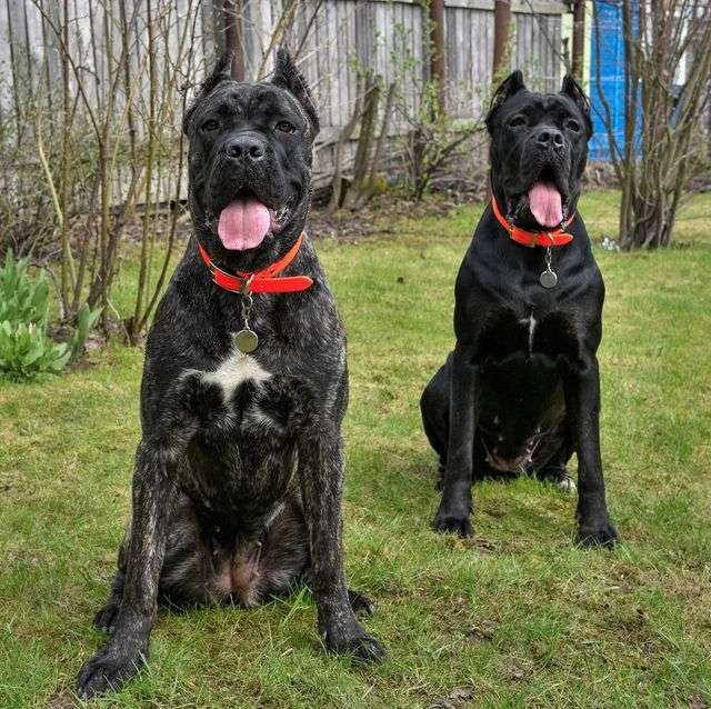American Guard Dog Breeds