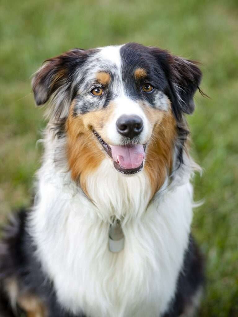 Australian Guard Dog Breeds