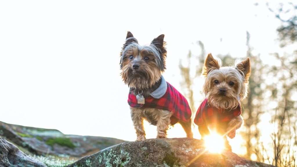Australian Terrier History, Temperament And Behavior, Training, Feeding