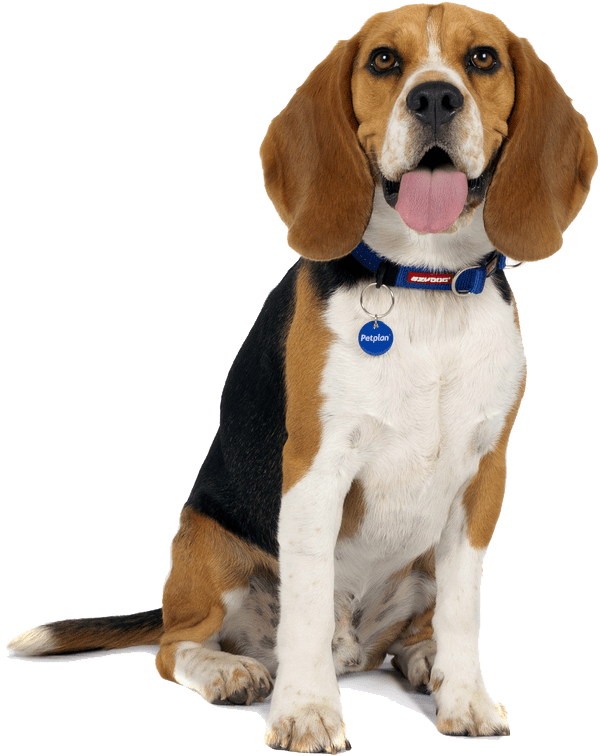 Beagle Info, Temperament, Life Expectancy, Size, Puppies, Pictures