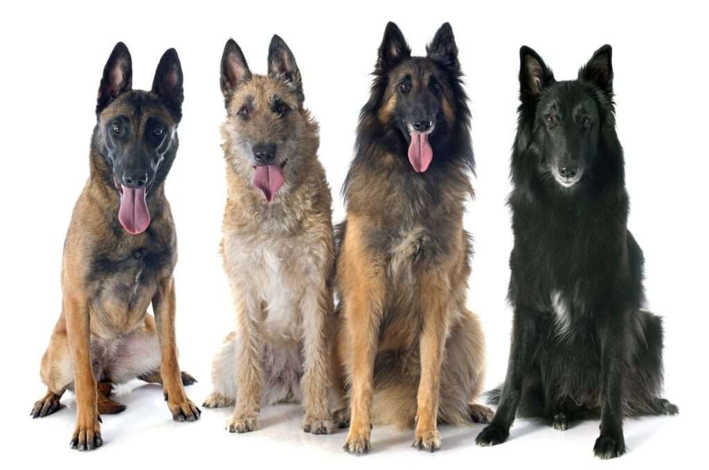 Belgian Guard Dog Breeds